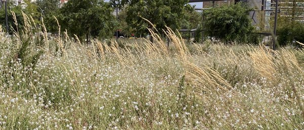 IMG_paisatgisme1.jpg